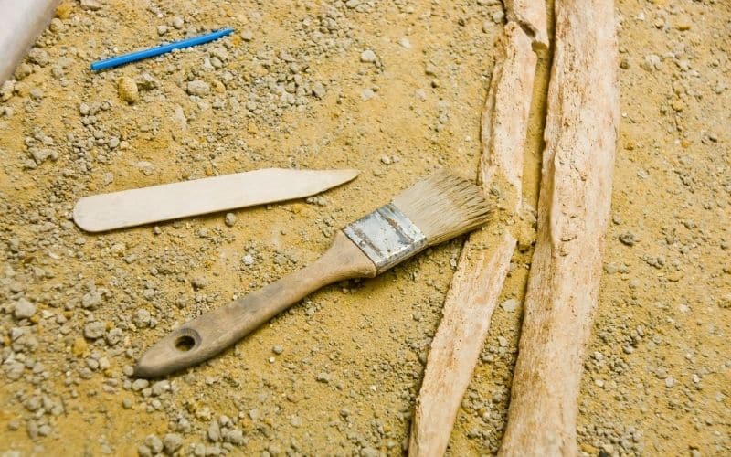 brush used in archaeological dig