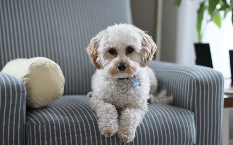 dog on a couch