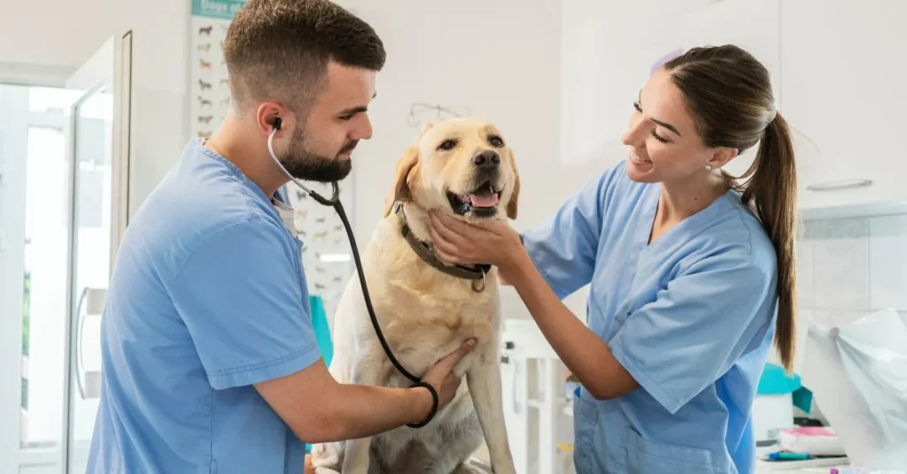 Best Veterinary Schools in North Carolina