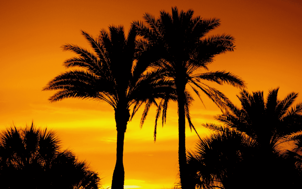 palm trees against the sunset in florida