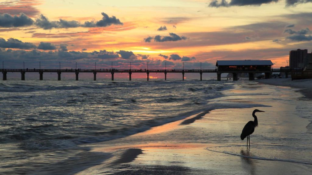 heron stands on beach at sunset