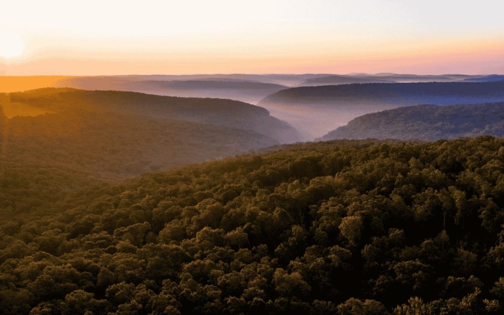 arkansas woodlands on a misty morning