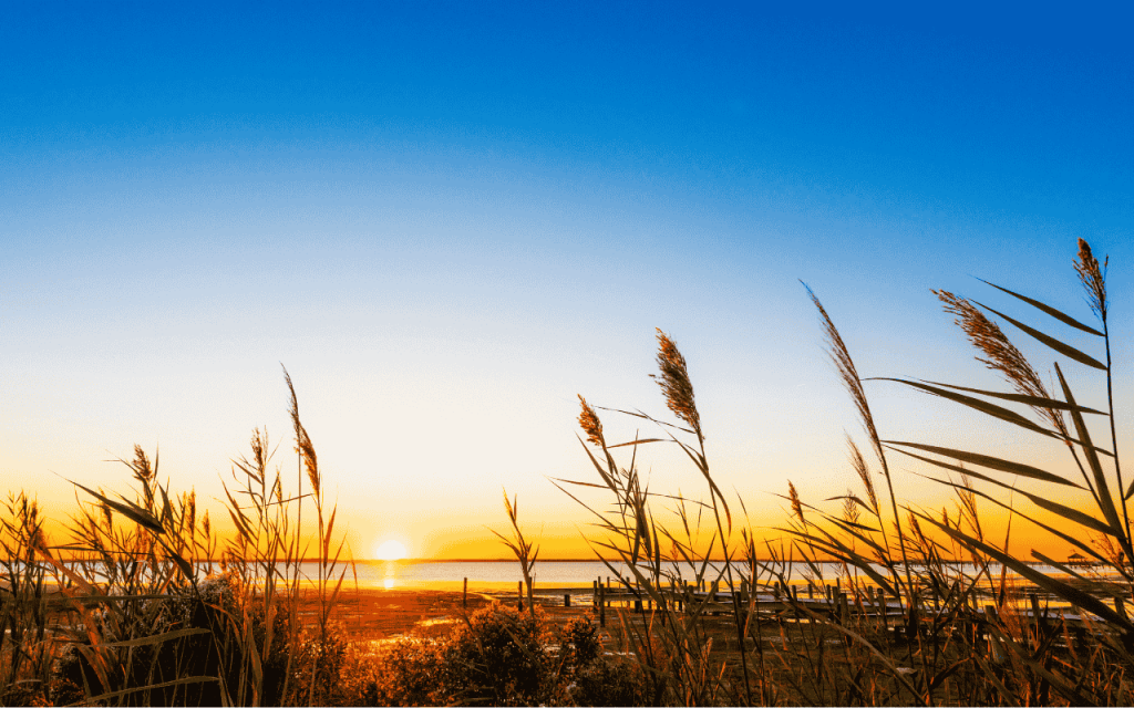 wheat stalks in front of lake with sun setting on the horizon