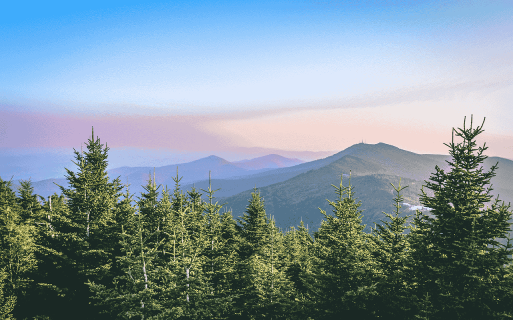 pine forest and mountains in north carolina