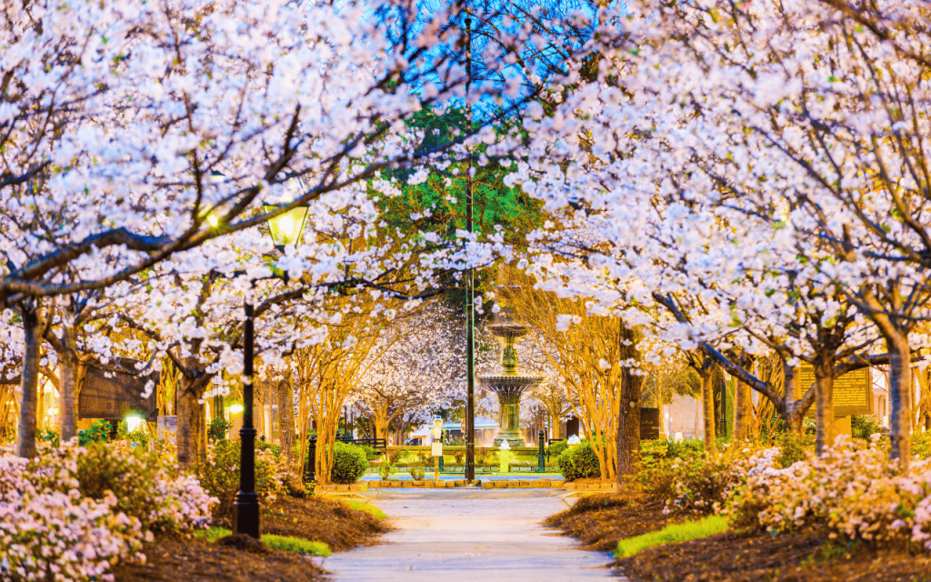 fountain behind pink flower trees