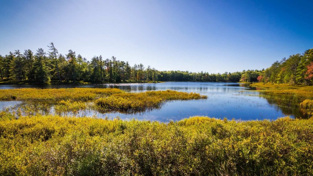 marshes in michigan, woods in the distance