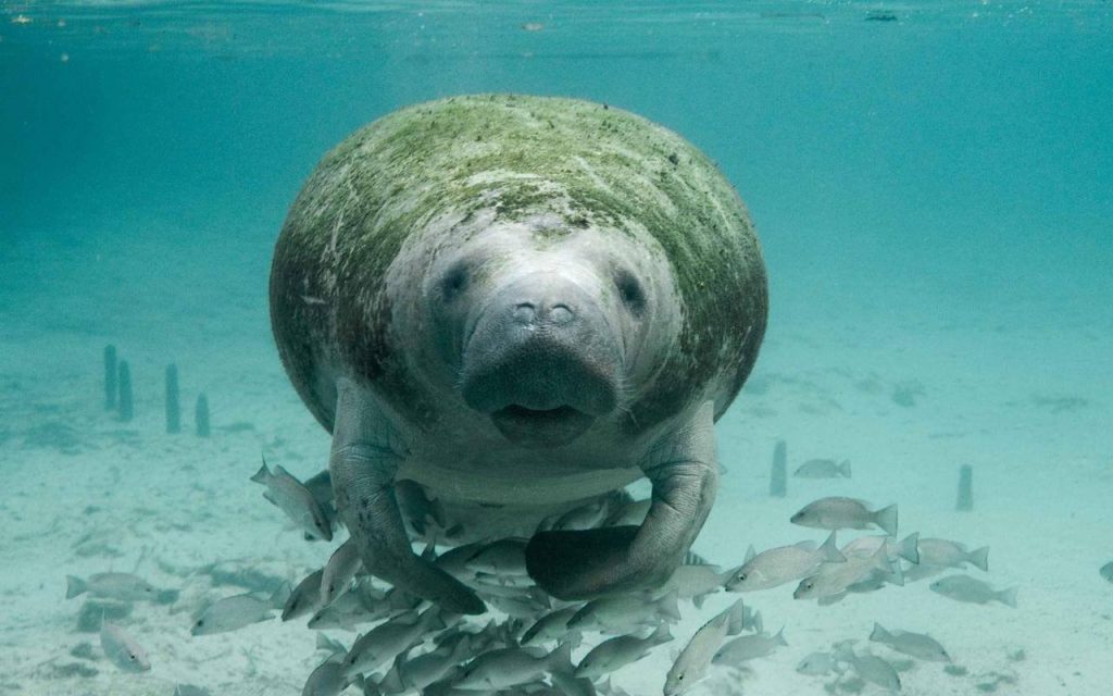 manatee in florida