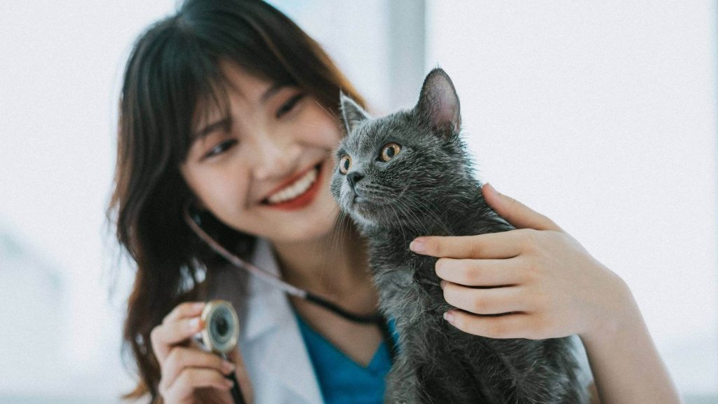 female vet examines gray cat