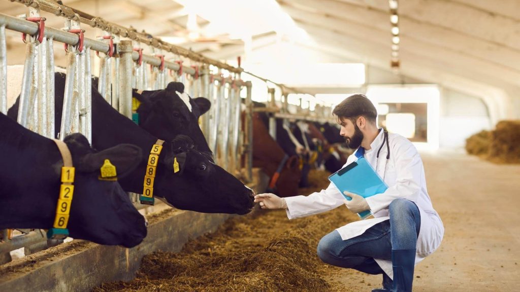 vet on farm examines cattle